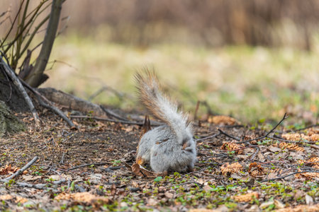 Squirrel in autumn or spring with nut on the green grass with fallen yellow leaves. Squirrel looking for food on the ground. Wild animal. Autumn or spring forest.の写真素材