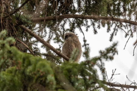 Long-eared owl owlet on a tree. A chick of a long-eared owl sits on a branch in spring