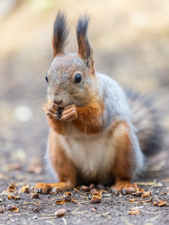 Squirrel in autumn hides nuts on the green grass with fallen yellow leaves. Squirrel looking for...