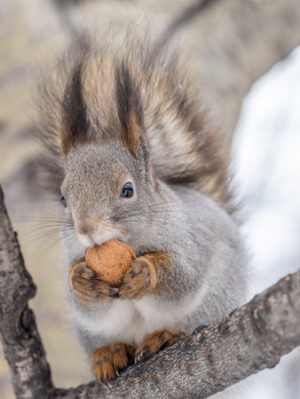 The squirrel with nut sits on tree in the winter or late autumn. Eurasian red squirrel, Sciurus vulgaris.の写真素材