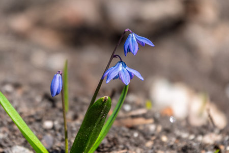 Blue flowers Siberian squill, wood squill, Scilla siberica meadow plant with blue blossom in grass. Spring flower backgroundの写真素材