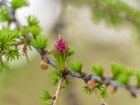 Larch tree fresh pink cones blossom at spring on nature background. Branches with young needles European larch Larix decidua with pink flowers.の写真素材