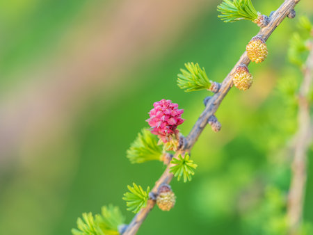 Larch tree fresh pink cones blossom at spring on nature background. Branches with young needles European larch Larix decidua with pink flowers.の写真素材