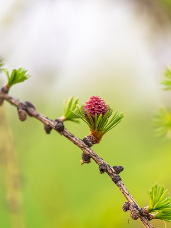Larch tree fresh pink cones blossom at spring on nature background. Branches with young needles European larch Larix decidua with pink flowers.の写真素材