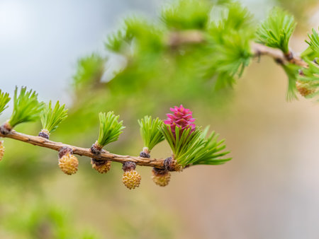 Larch tree fresh pink cones blossom at spring on nature background. Branches with young needles European larch Larix decidua with pink flowers.の写真素材