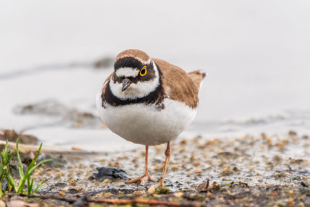 Little ringed plover in natural habitat. Portrait of Little ringed plover, bird standing on lake...