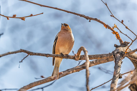 Common chaffinch sits on a tree. Beautiful songbird Common chaffinch in wildlife. The common...