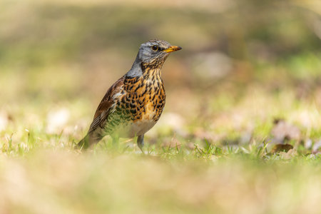 Wood bird Fieldfare on a spring lawn. Fieldfare, Turdus pilaris. Close-up of foraging parent animal...