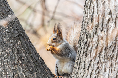 The squirrel with nut sits on a branches in the spring or summer. Eurasian red squirrel, Sciurus...