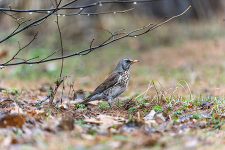 Wood bird Fieldfare on a spring lawn. Fieldfare, Turdus pilaris. Close-up of foraging parent animal...