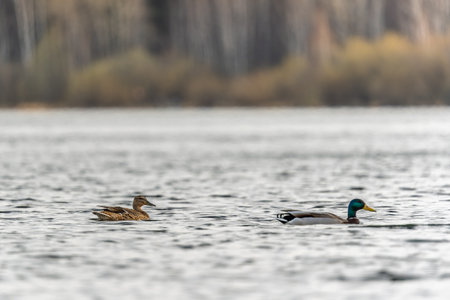 A couple of mallard ducks swims in the river. Mallard ducks, latin name Anas platyrhynchos, male and femaleの写真素材