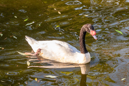 The black-necked swan Cygnus melancoryphus, is a swan that is the largest waterfowl native to South America. Body plumage is white with black neck and head and greyish bill and white stripe behind eyeの写真素材
