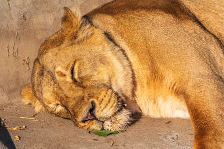 An Asian female lion laying on the ground. Wild beauty of the biggest catの写真素材