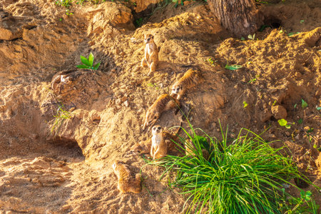 Meerkat, Suricata suricatta, on hind legs. Portrait of meerkat standing on hind legs with alert expression. Portrait of a funny meerkat sitting on its hind legs and watching out for enemiesの写真素材
