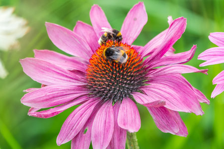 A closeup shot of a bee collecting pollen on a purple echinacea flower. A Bumblebee on a pink purple Echinacea flower in a garden setting, with a natural green background.の写真素材