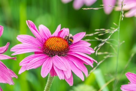A closeup shot of a bee collecting pollen on a purple echinacea flower. A Bumblebee on a pink purple Echinacea flower in a garden setting, with a natural green background.の写真素材