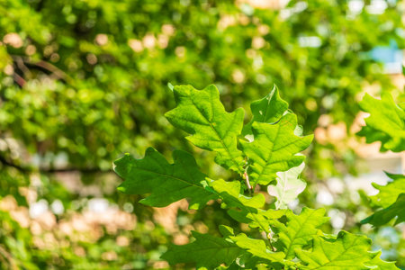 Green oak leaves background. Plant and botanical nature texture. green oak leaves in woods. Green oak leaves on a branch in sunlightの写真素材