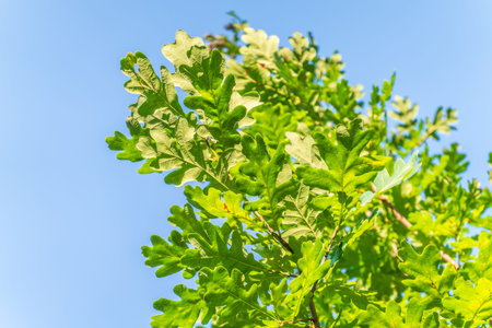 Green oak leaves background. Plant and botanical nature texture. green oak leaves in woods. Green...