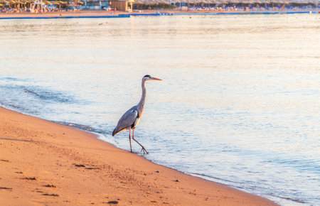Gray heron fishing on the beach of the Red Sea. Naama Bay beach, Sharm El Sheikh, Egypt. Gray heron, Ardea cinereaの写真素材