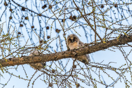 Long-eared owl owlet on a tree. A chick of a long-eared owl sits on a branch in spring