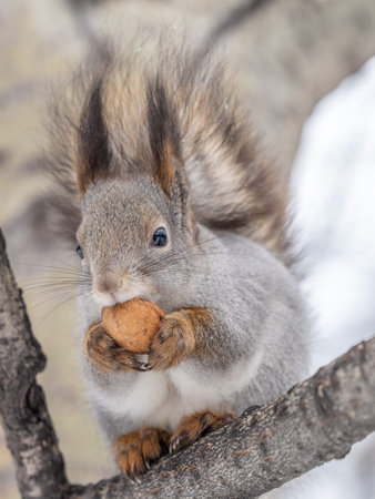 The squirrel with nut sits on tree in the winter or late autumn. Eurasian red squirrel, Sciurus...