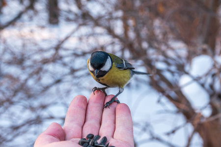 A tit sits on a man's hand and eats seeds. Taking care of birds in winter.の写真素材