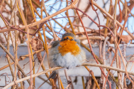 Cute bird the European Robin, Erithacus rubecula. sitting on the tree branch in winter. beautiful...