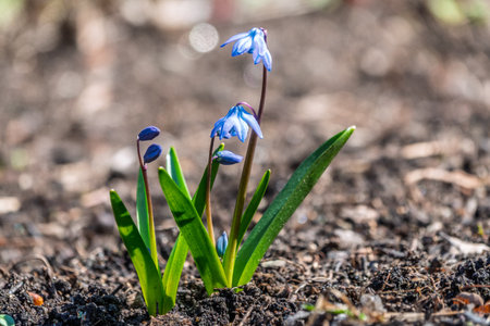 Blue flowers Siberian squill, wood squill, Scilla siberica meadow plant with blue blossom in grass. Spring flower backgroundの写真素材