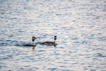 Two Great Crested Grebes swim in the lake. The great crested grebe, Podiceps cristatus, is a member...