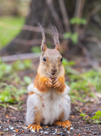 Squirrel eats a nut while sitting in green grass. Eurasian Red squirrel, Sciurus vulgaris, sitting...