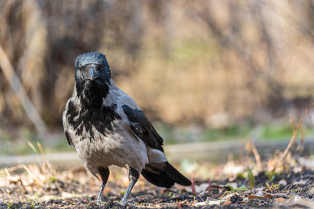Hooded crow, corvus cornix, also called the hoodie, standing on the lawn in the autumn or spring...