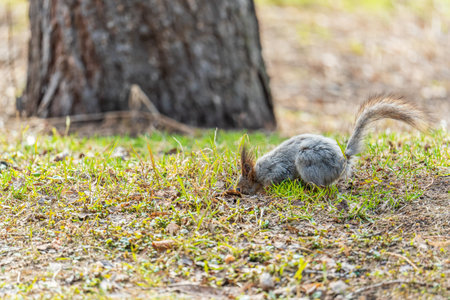Squirrel in autumn or spring with nut on the green grass with fallen yellow leaves. Squirrel looking...