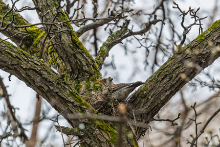 Thrush fieldfare, Turdus pilaris, sits in a nest. The Fieldfare with in the wild nature.