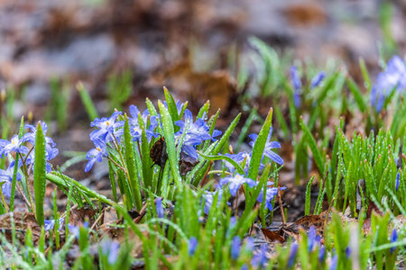 Blue flowers Siberian squill, wood squill, Scilla siberica meadow plant with blue blossom in grass....