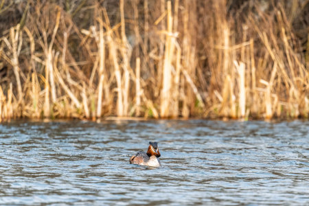 The waterfowl bird Great Crested Grebe swimming in the calm lake. The great crested grebe, Podiceps...