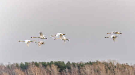 Flock of swans gliding gracefully through the morning sky at dawn. Swans soar in formation against a...