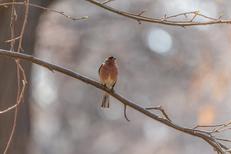 Common chaffinch sits on a tree. Beautiful songbird Common chaffinch in wildlife. The common...