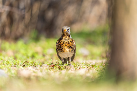 Wood bird Fieldfare on a spring lawn. Fieldfare, Turdus pilaris. Close-up of foraging parent animal...