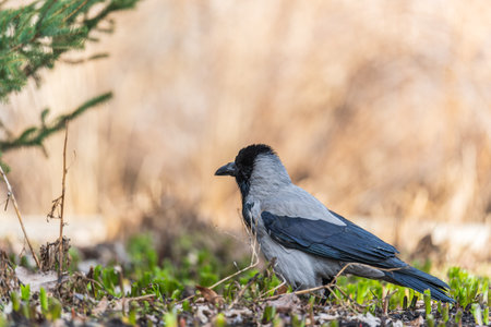 Hooded crow, corvus cornix, also called the hoodie, standing on the lawn in the autumn or spring...