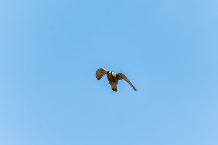 The common kestrel, Falco tinnunculus, also known as the European kestrel, Eurasian kestrel. The...