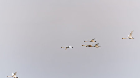 Flock of swans gliding gracefully through the morning sky at dawn. Swans soar in formation against a...