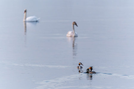 Mating games of two water birds Great Crested Grebes. Two waterfowl birds Great Crested Grebes swim...