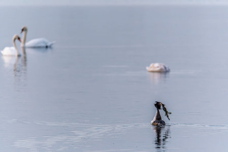 Mating games of two water birds Great Crested Grebes. Two waterfowl birds Great Crested Grebes swim...