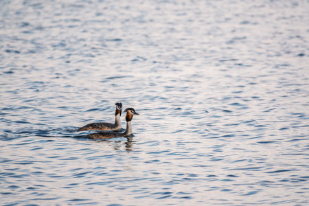 Two Great Crested Grebes swim in the lake. The great crested grebe, Podiceps cristatus, is a member...