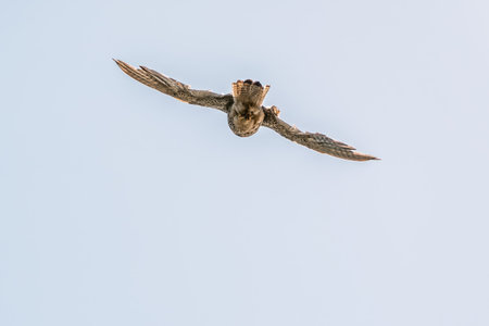 The common kestrel, Falco tinnunculus, also known as the European kestrel, Eurasian kestrel. The...