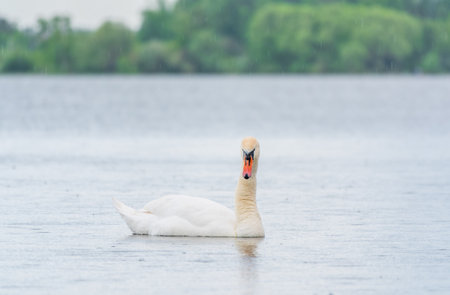 Graceful white Swan swimming in the lake, swans in the wild. Portrait of a white swan swimming on a lake. The mute swan, latin name Cygnus olor.の写真素材