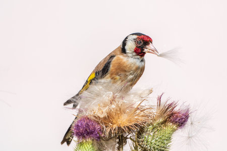 European goldfinch, feeding on the seeds of thistles. European goldfinch or simply goldfinch, latin name Carduelis carduelis, Perched on a Branch of thistleの写真素材