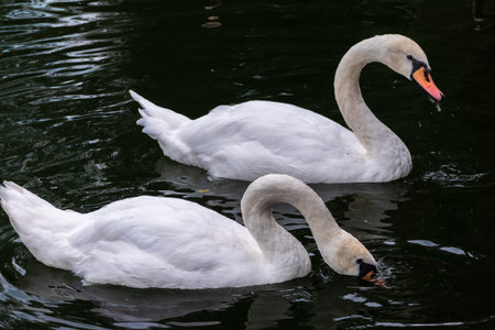 Two Graceful white Swans swimming in the lake, swans in the wild. The mute swan, latin name Cygnus...