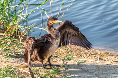 Great cormorant, Phalacrocorax carbo, sits on stone and dries its wings on the wind. The great...