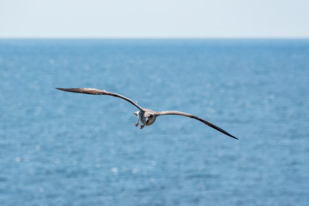 Sea gull in the clear blue sky. The European herring gull flying in blue clear sky background,